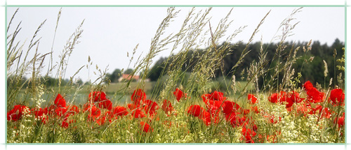Landschaft Vital